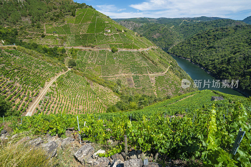 阳光明媚的日子里，萨克拉河畔的葡萄园。Ribeira Sacra是西班牙加利西亚的一个葡萄酒产区。